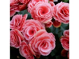 Strawberry Begonia Flowers - 12 Bulbs with Planting Tool