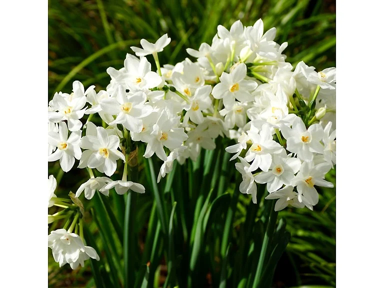 Fragrant Paperwhite Flowers
