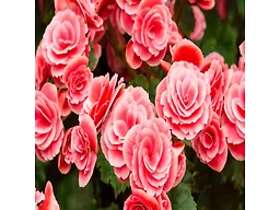 Strawberry Begonia Flowers - 4 Bulbs
