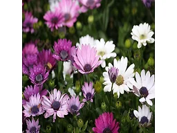 Mixed Anemone Blanda Flowers - 30 Bulbs