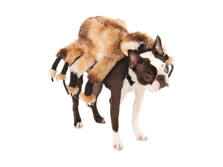 Rubie's Giant Spider Costume for Pets, Medium