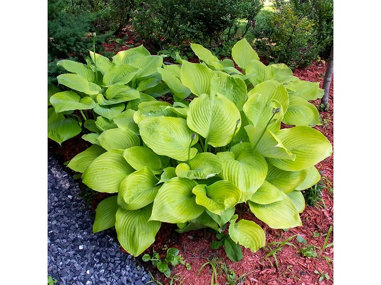 Giant Leaved Hosta